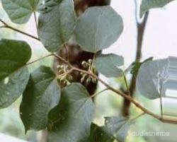 augmented_Alangium begoniaefolium leaf6_0_178.jpeg